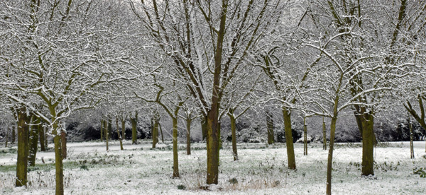 Winters Morning